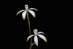 Caladenia ustulata