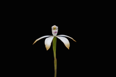 Caladenia ustulata