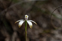 Caladenia ustulata