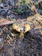 Cortinarius scaurus