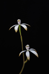 Caladenia ustulata