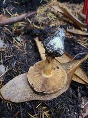 Cortinarius scaurus