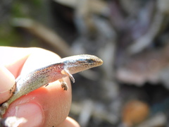 Subdoluseps bowringii