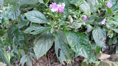 Strobilanthes cusia