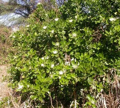 Maerua triphylla