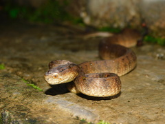 Pareas carinatus
