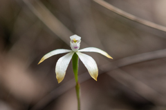 Caladenia ustulata