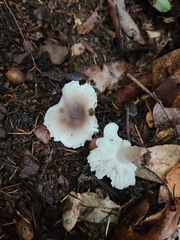 Tricholoma saponaceum