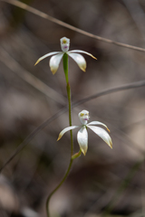 Caladenia ustulata