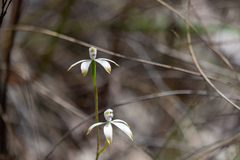 Caladenia ustulata