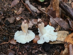 Tricholoma saponaceum