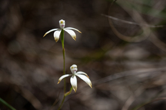 Caladenia ustulata