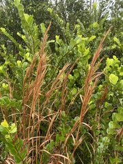 Andropogon virginicus