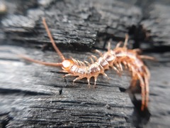 Lithobius melanops