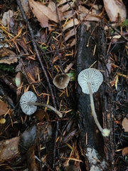Mycena quiniaultensis