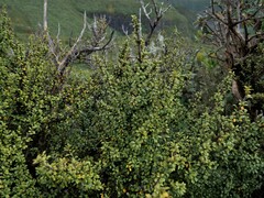 Coprosma pseudocuneata