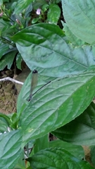 Psolodesmus mandarinus