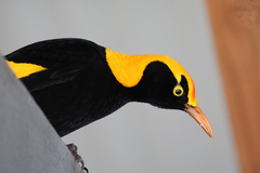 Sericulus chrysocephalus