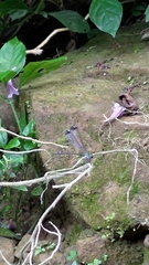 Psolodesmus mandarinus