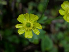 Ranunculus nivicola