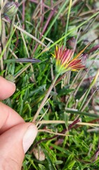 Dimorphotheca montana