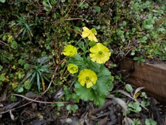 Ranunculus nivicola