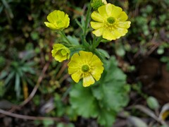 Ranunculus nivicola