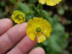 Ranunculus nivicola