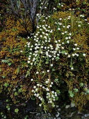 Kelleria dieffenbachii
