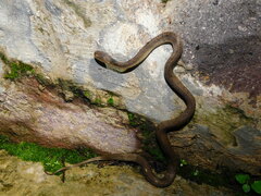 Pareas carinatus