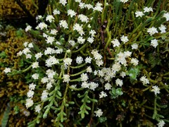 Kelleria dieffenbachii