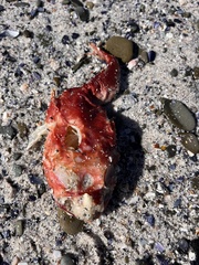 Chorisochismus dentex