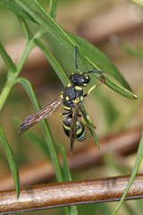 Stenodynerus anormis