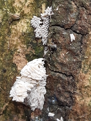 Henningsomyces candidus
