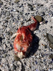 Chorisochismus dentex