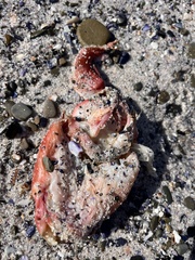 Chorisochismus dentex