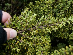 Coprosma pseudocuneata