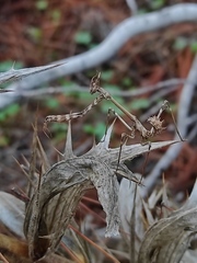 Empusa fasciata