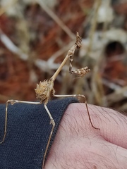 Empusa fasciata