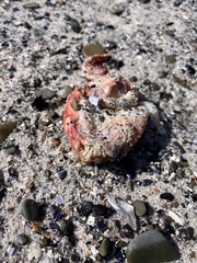 Chorisochismus dentex