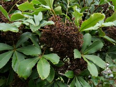 Pseudopanax colensoi