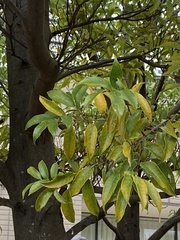 Castanopsis sieboldii