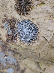 Pseudocyphellaria dissimilis