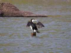 Phalacrocorax varius varius