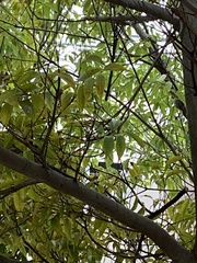 Castanopsis sieboldii