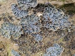 Pseudocyphellaria dissimilis