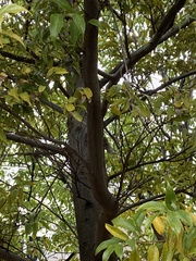 Castanopsis sieboldii