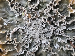 Pseudocyphellaria dissimilis