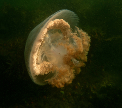 Pseudorhiza haeckeli