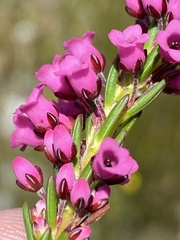 Erica pulchella